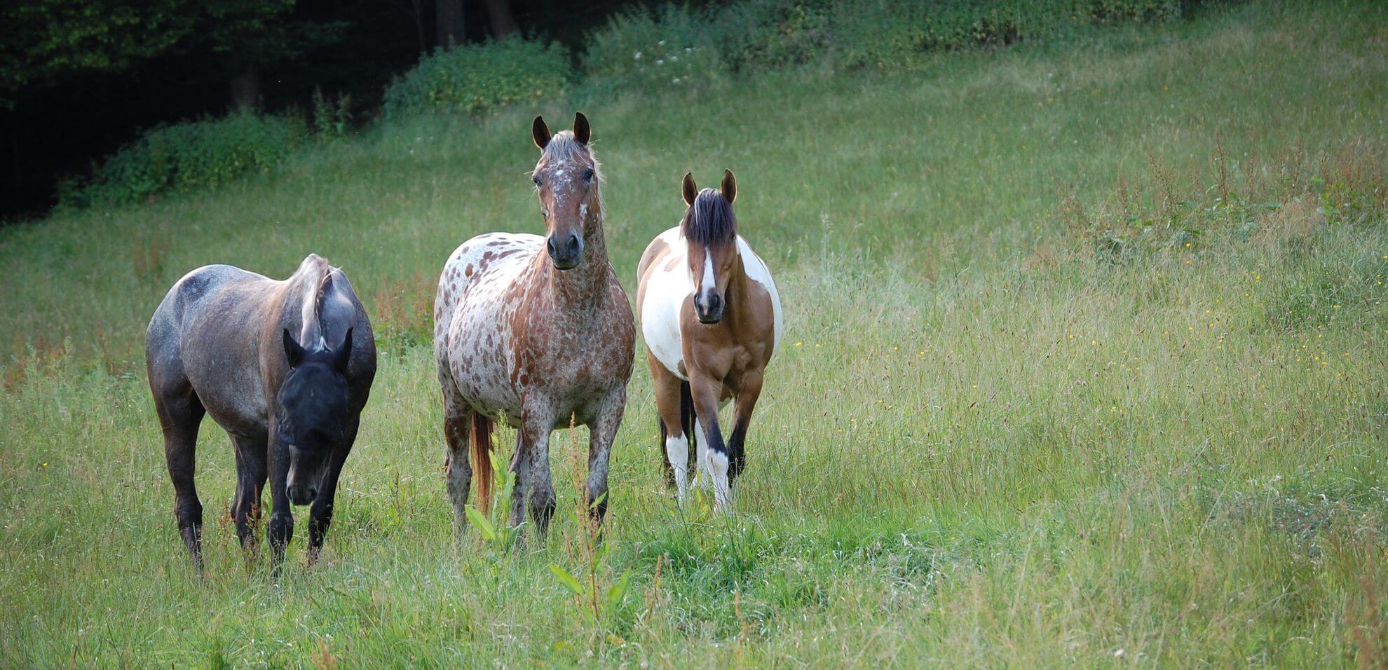 Drei Pferde mit verschiedenen Fellmustern auf einer grünen Weide – VDHP e.V. – Verband der Hufpfleger e.V.
