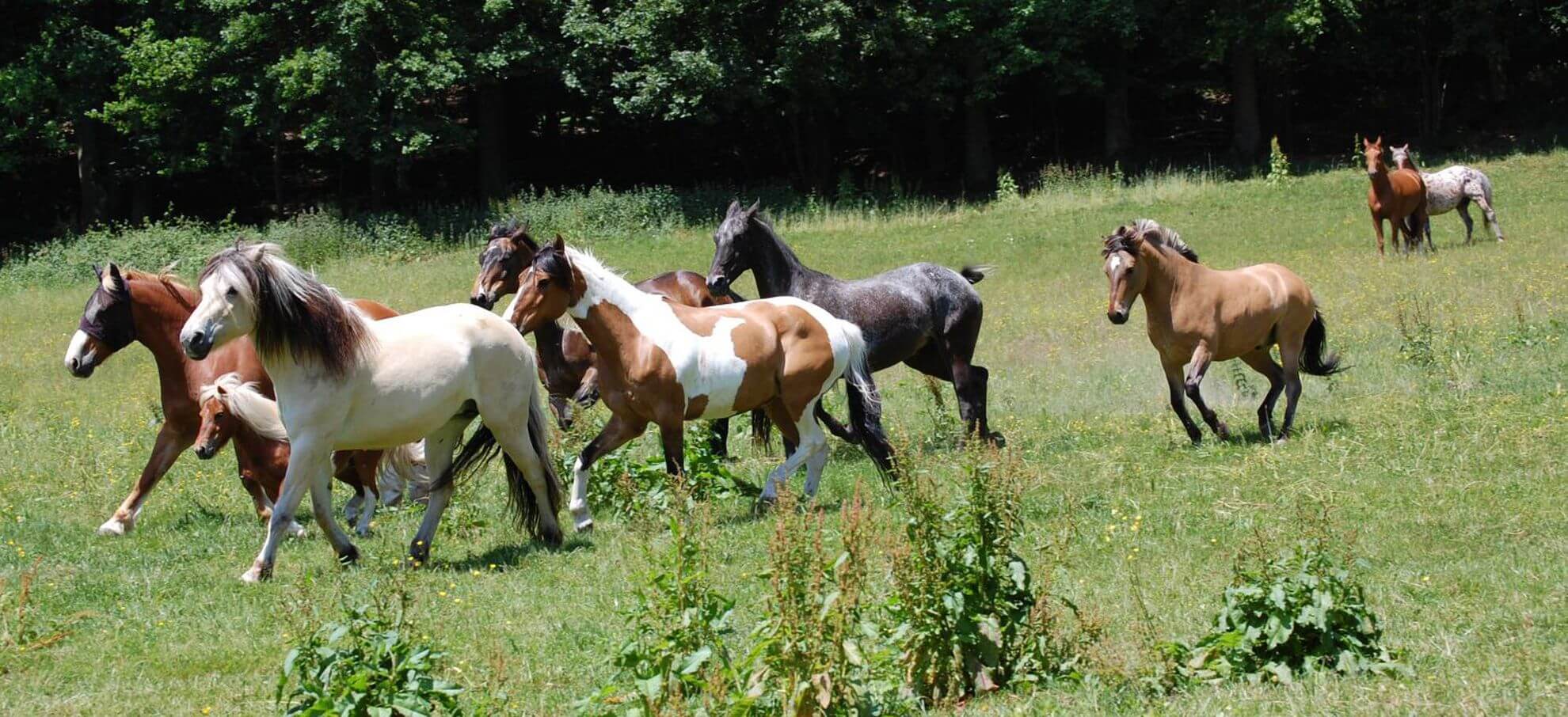 Gruppe von Pferden galoppiert frei über eine grüne Weide – VDHP e.V. – Verband der Hufpfleger e.V.