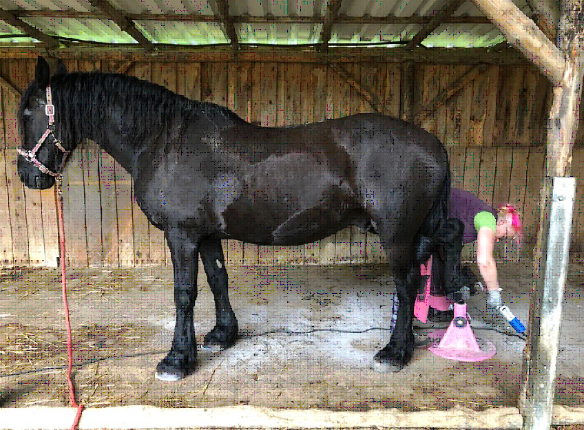 **Alternativtext:**   "Hufpflegerin bearbeitet Barhuf eines schwarzen Pferdes – VDHP e.V. – Verband der Hufpfleger e.V."